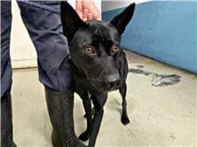 Photo of No. 110120601, Adult · Male · Medium · Mixed breed