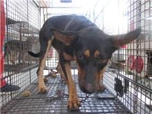 Photo of No. CAAAG1060830007, Female · Medium · Mixed breed