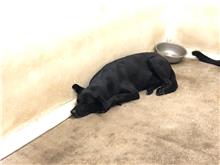 Photo of No. 111081305, Adult · Male · Medium · Mixed breed