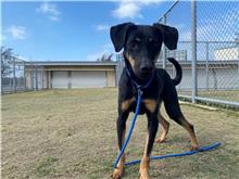 Photo of No. RAAAG1070703004, Adult · Female · Small · Mixed breed