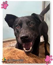 Photo of No. 109082805, Adult · Female · Medium · Mixed breed