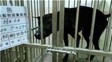 Black adult male mixed-breed dog, Large, shelter no. …064D