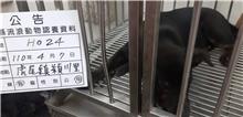 Black adult female mixed-breed dog, Small, shelter no. …024D