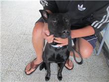 Photo of No. CAAAG1071206024, Male · Medium · Mixed breed