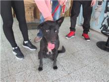 Black adult female mixed-breed dog, Medium, shelter no. …0020