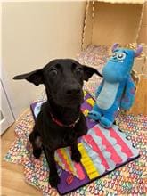 Photo of No. 110032302, Young · Female · Medium · Mixed breed