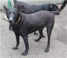 Black adult male mixed-breed dog, Medium, shelter no. …3105