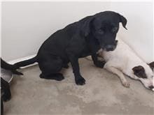 Photo of No. 111052306, Adult · Male · Medium · Mixed breed