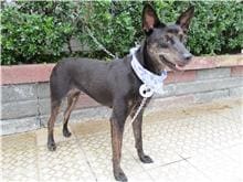 Photo of No. HAAAG1050810096, Adult · Female · Medium · Mixed breed