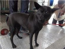 Photo of No. HAAAG1050809064, Adult · Female · Medium · Mixed breed