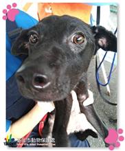 Photo of No. 107050703, Young · Female · Small · Mixed breed