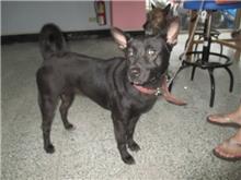 Photo of No. CAAAG1071209003, Adult · Female · Medium · Mixed breed