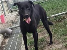 Black young female mixed-breed dog, Small, shelter no. …0110