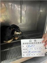 Photo of No. 111-M009D, Adult · Female · Large · Mixed breed