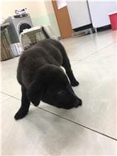 Photo of No. 1090508D03, Young · Male · Small · Mixed breed
