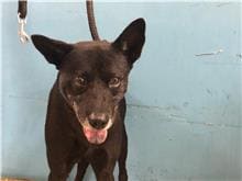 Photo of No. 110112102, Adult · Male · Medium · Mixed breed