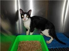 Photo of No. CAAAG1090828019, Adult · Male · Medium · Mixed breed