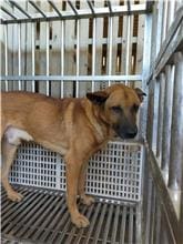 Photo of No. PAAAG1101015019, Adult · Male · Large · Mixed breed