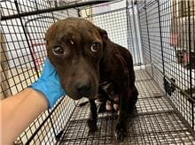 Photo of No. CAAAG1111012012, Adult · Female · Medium · American Pit Bull Terrier