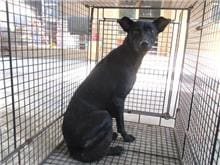 Black female mixed-breed dog, Medium, shelter no. …8002