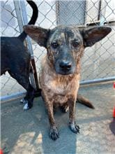 Photo of No. CAAAG1110912034, Adult · Female · Medium · Mixed breed