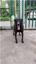 Photo of No. AAAIG106012302, Adult · Male · Medium · Mixed breed
