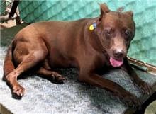 Photo of No. QAAAG1101105001, Adult · Male · Medium · Formosan Mountain Dog
