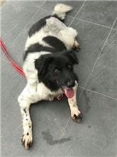 Photo of No. HAAAG1041106004, Adult · Male · Medium · Mixed breed