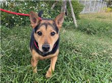Black-and-brown adult male mixed-breed dog, Medium, shelter no. …6001