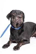 Black adult male mixed-breed dog, Medium, shelter no. …1502