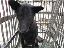 Photo of No. CAAAG1090317008, Female · Medium · Mixed breed