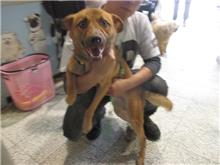 Tan adult male mixed-breed dog, Medium, shelter no. …5005