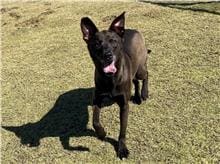 Black adult female mixed-breed dog, Small, shelter no. …2003