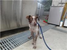 Photo of No. AAACG1070605003, Adult · Male · Medium · Mixed breed