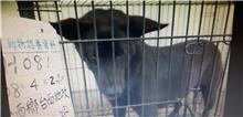 Photo of No. 108-H081D, Female · Large · Mixed breed