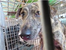 Photo of No. W110304-14, Adult · Male · Medium · Mixed breed
