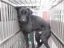 Black male mixed-breed dog, Medium, shelter no. …5014
