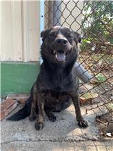Photo of No. MAAAG1070924046, Adult · Female · Medium · Mixed breed