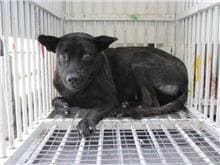Photo of No. CAAAG1060926001, Female · Medium · Mixed breed