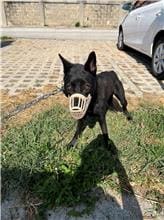 Photo of No. 1111117D01, Adult · Male · Medium · Mixed breed