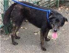 Photo of No. 104050710, Young · Male · Small · Mixed breed