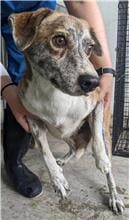 Photo of No. OAAAG1110915004, Adult · Male · Medium · Mixed breed