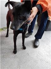Photo of No. AAAHG1110414004, Adult · Male · Medium · Mixed breed
