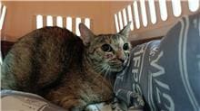 Photo of No. 110121205, Young · Female · Medium · Mixed breed