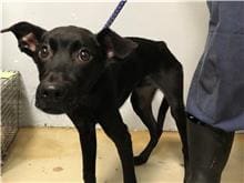 Photo of No. 110051015, Adult · Male · Medium · Mixed breed