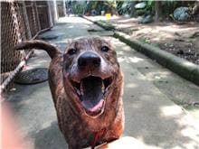 Tabby adult male mixed-breed dog, Large, shelter no. …2108
