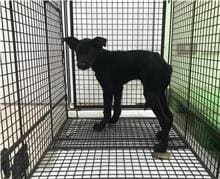 Photo of No. 1091104D01, Young · Female · Small · Mixed breed