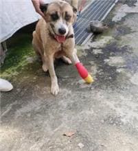 Tan-and-white adult male mixed-breed dog, Medium, shelter no. …1003