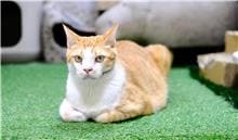 Photo of No. W09C0730-01, Adult · Male · Medium · Mixed breed