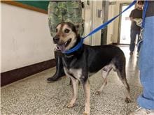 Photo of No. CAAAG1100720021, Adult · Male · Medium · Mixed breed